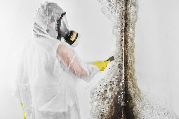 Best Airborne Mold Testing  in Christopher, IL